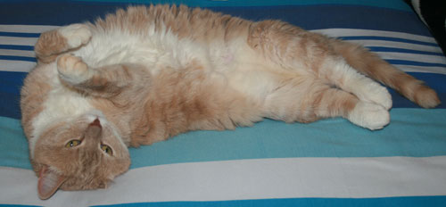 Mysticalchemist's cat, Maisie, resting on the bed.